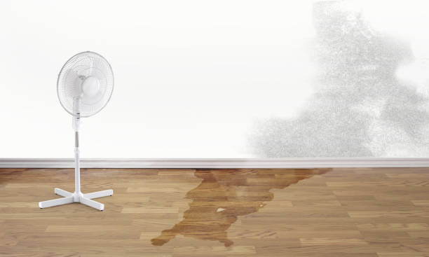 Best Carpet water damage restoration  in West Salem, OH